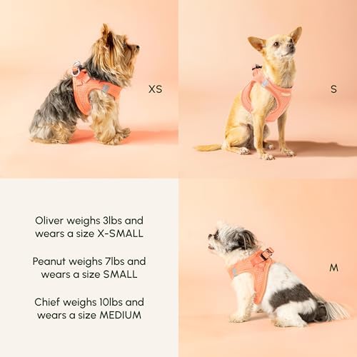 Downtown Pet Supply Pastel Tangerine X-Small Step-In Harness For Small Dogs - Adjustable By Downtown Pet Supply - Image 6
