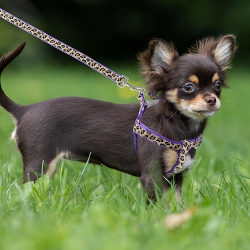 Mile High Life Leopard Dog Harness Collar Leash Set, Adjustable No Pull Dog Halter Harness for Small Breed Dogs, Easy Control for Training Walking (Black, XS Chest 9"-15", Neck 8"-12") - Image 7
