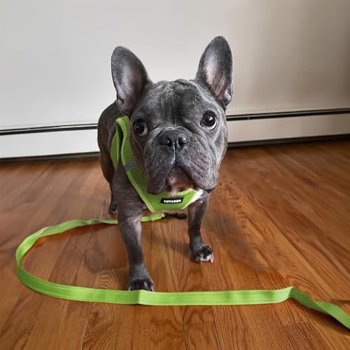 Best Pet Supplies Voyager Nylon Dog Leash - 6ft Lime Green, Large - Image 5