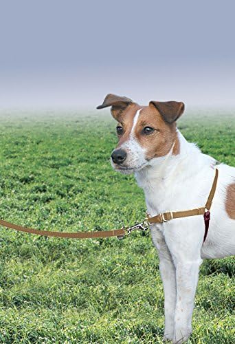 PetSafe Easy Walk No-Pull Dog Harness - Ultimate Harness to Help Stop Pulling - Pull-Free Walks - Take Control & Teach Better Leash Manners - Patented Martingale Loop Design - Fawn, Petite/Small - Image 3