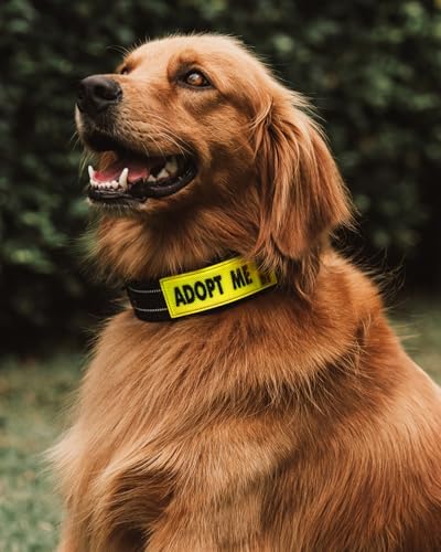 Waterproof Dog Collar Sleeve, Adopt Me Message Wrap, Standard, 2-Pack - Image 7
