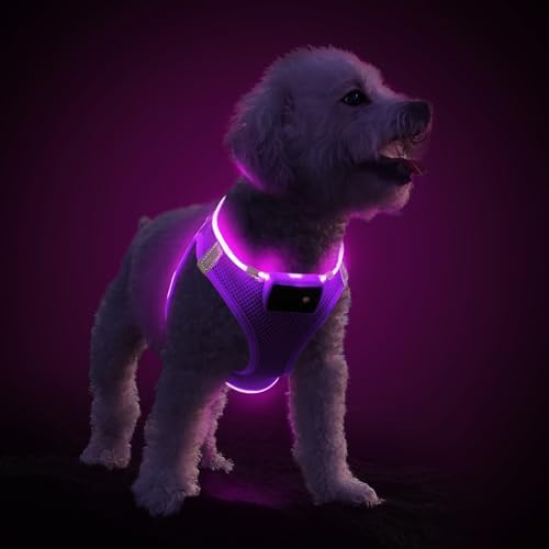 PcEoTllar Light Up Dog Harness, for Night Walking, Adjustable, Purple, L by PcEoTllarPetSupplies