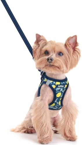 rabbitgoo Dog Harness Small Sized and Leash Set, Step-in Puppy Pet Vest by rabbitgoo