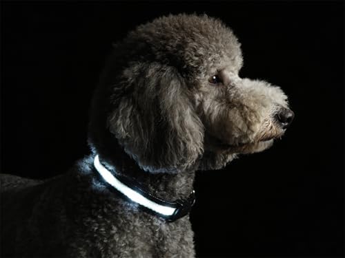 Super Bright LED Dog Collar, Waterproof Light up Collars(White, S) by PetIsay