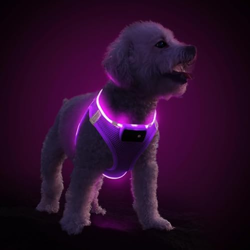 PcEoTllar Light Up Dog Harness, for Night Walking, Adjustable, Purple, S by PcEoTllarPetSupplies