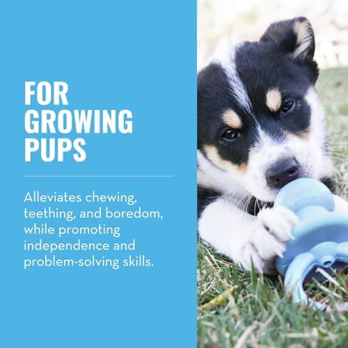 KONG Puppy Binkie, Natural Rubber Teething Toy, for Small Puppies, Blue - Image 2