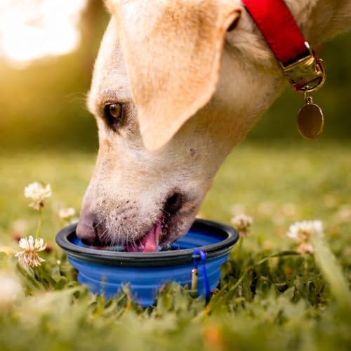Cutie's PetBox Collapsible Travel Water & Food Bowl for Dogs and Cats, Large Size 32oz - Image 4