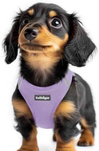 rabbitgoo Step-in Small Dog Harness, Puppy Vest for Small Sized Pet by rabbitgoo