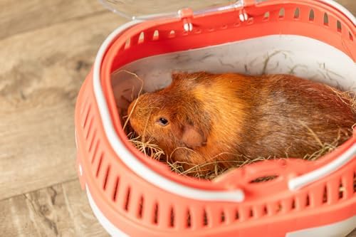 Trixie Pico Transport Crate, Small Pet Carrier, Portable Travel Carrier, for Small Pets, Hamsters, Guinea Pig, Lizards - Image 5