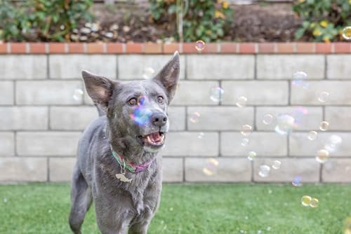Pet Qwerks Incredibubbles Interactive Pet Toys - Long Lasting Edible Bubbles for Dogs & Cats - Peanut Butter Flavor - 20 ML, All Breed Sizes - Image 5