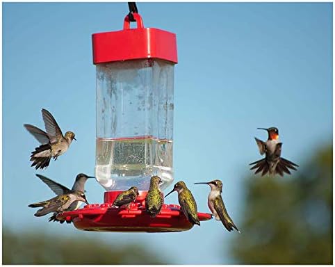 Kaytee Hummingbird ElectroNectar Wild Bird Food, Ready to Use, 64 Ounces - Image 6