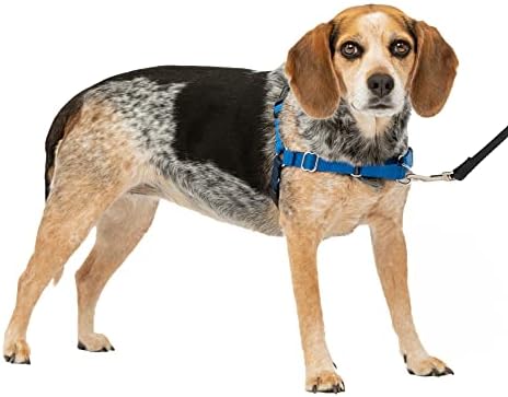 PetSafe Easy Walk Harness, No Pull Dog Harness, Royal Blue, Small/Medium by PetSafe