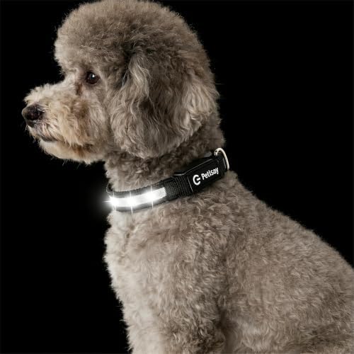 Super Bright LED Dog Collar, Waterproof Light up Collars(White, Small) by PetIsay