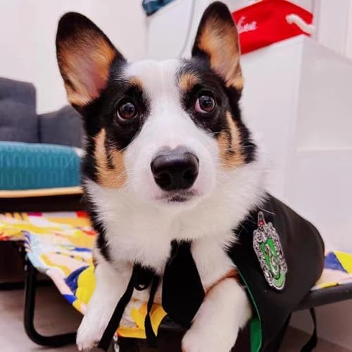 ANIAC 3PCS Halloween Dog Costume Cat Wizard Cape Glasses and Necktie Set Halloween Puppy Outfit Pet Academy Magician Cosplay Apparel for Kitten Cat Small Dogs (Black+Green, Small) - Image 2