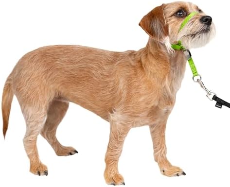 PetSafe Gentle Leader No-Pull Dog Headcollar - The Ultimate Solution to Pulling - Redirects Your Dog's Pulling for Easier Walks - Helps You Regain Control - Small, Apple Green by PetSafe