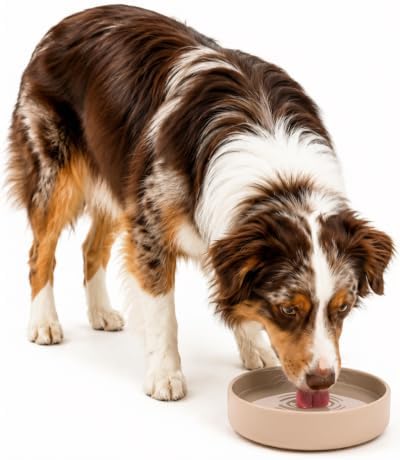 The Perfect Dish - Silicone Dog Bowl for Food & Water, 7.5"x2.25"-Sand by ShouldWeGo