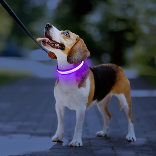 PcEoTllar Light up Dog Collar, for Night Walking, Adjustable, Purple, S - Image 7