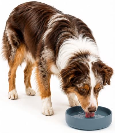 The Perfect Dish - Silicone Dog Bowl for Food & Water, 7.5"x2.25"- Ocean by ShouldWeGo
