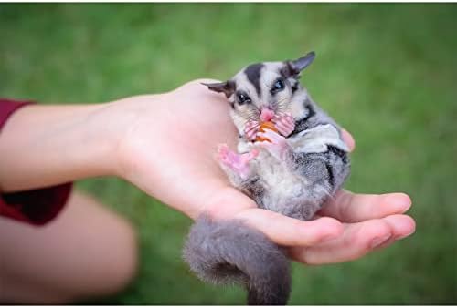 Exotic Nutrition Sugar Glider Treat Variety Pack (9.5 oz.) - Healthy Natural Sugar Glider Treat Assortment - Pineapple, Papaya, Garden Fresh Re-Hydrate, and Banana - Sampler Variety Value Package - Image 3