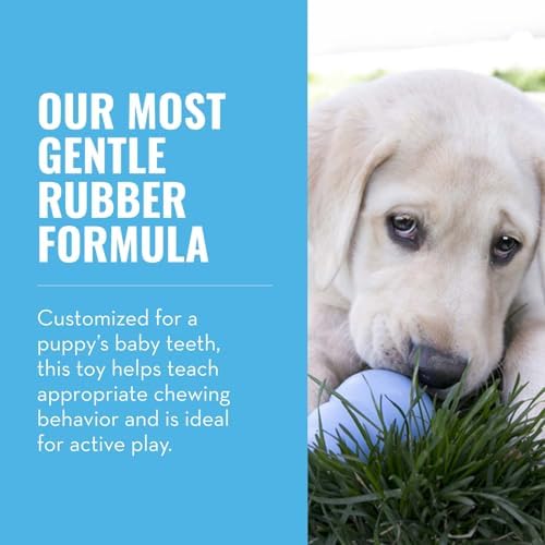 KONG - Puppy Toy - Natural Teething Rubber - Fun to Chew, Chase and Fetch (Colors May Vary) (Pack of 3) - Image 3