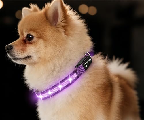 Super Bright LED Dog Collar, Waterproof Light up Collars(Purple, Small) by PetIsay