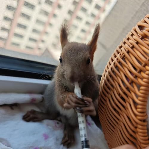 11pcs Puppy Kitten Feeding Tube Kit for Small Animals and Clear Feeding Syringe 5/10/20/30/60ml, Clear Feeding Tube, Syringe Bulb for Puppy Kitten Nestling Feeding Tools - Image 6