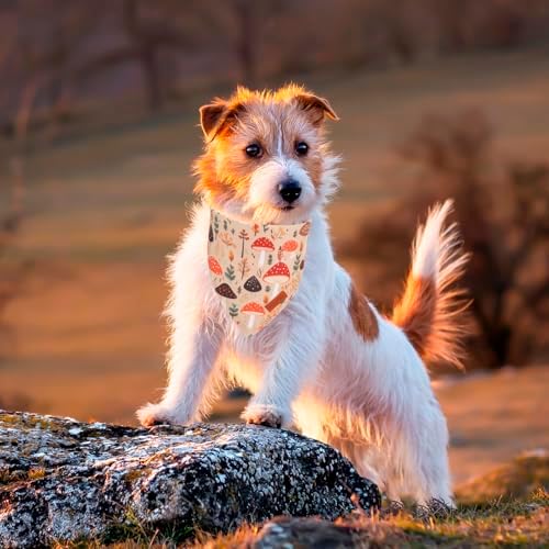 PTDECOR Black Fall Dog Bandana, Pumpkin Mushroom Design Dog Scarf, Small - Image 2