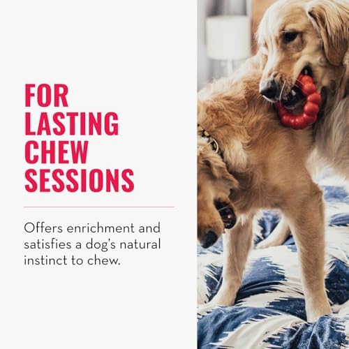 KONG Ring - Natural Rubber Ring Toy for Healthy Chewing Habits - Chew Toy Supports Dog Dental Health - Dog Toy Supports Instincts During Playtime - for Small/Medium Dogs (Pack of 2) - Image 2