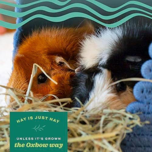 Oxbow Western Timothy Hay, Rabbit & Guinea Pig Hay, High Fiber, USA, 90 oz - Image 4