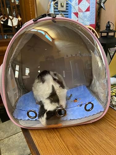 Hamster Backpack Carrier, Bearded Dragon Carrier Backpack with Clear Bubble Window,Small Animal Travel Backpack for Sugar Glider Hedgehog Rat Parrot, Airline Approved (Blue, Backpack) - Image 5