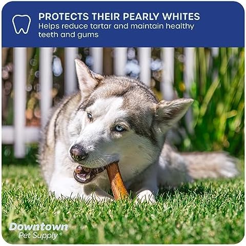 Downtown Pet Supply Jumbo Bully Sticks for Dogs - Natural Beef Chews, Low-Odor & Rawhide-Free, Long Lasting Dog Treats for Aggressive Chewers - Healthy, Safe & Delicious Chews Dogs Love (12" 24 Pack) - Image 6