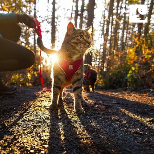 RC Pets Adventure Kitty Harness Includes Adjustable, Airmesh Fabric, 6' Leash and D-Ring Cat Walking Harness | Teal, Medium - Image 2