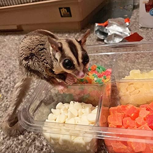 Exotic Nutrition Sugar Glider Treat Variety Pack (9.5 oz.) - Healthy Natural Sugar Glider Treat Assortment - Pineapple, Papaya, Garden Fresh Re-Hydrate, and Banana - Sampler Variety Value Package - Image 4