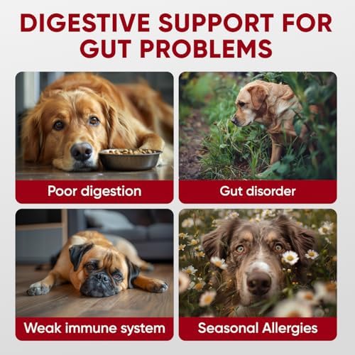 Probiotics for Dogs Digestive Health - Probiotic Chews for Gut Health, Itchy Skin Yeast, Diarrhea - USA Product - Immune Support Supplement - Dog Digestive Support & Allergy Relief Chews with Enzymes - Image 2