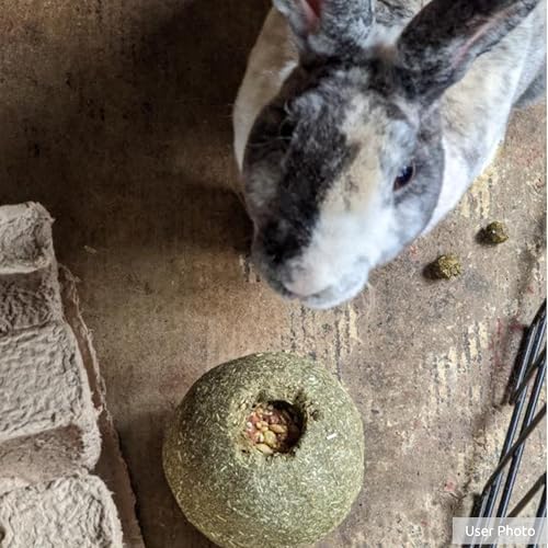 Kaytee Timothy Roll 'n' Toss Toy and Treat for Rabbits, Guinea Pigs - Image 5