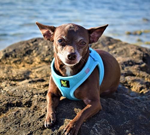 EcoBark Step in Dog Harness Small Blue Fully Adjustable Double Padded Step in Dog Harnesses (Small, Sky Blue) - Image 4