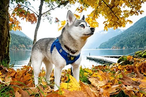 EcoBark Step in Dog Harness - Reflective Soft Luxurious Mesh Dog Harnesses for XXS, XS, Small, and Medium Dogs - Eco-Friendly Comfort Secure Halter No Pull Adjustable Pet Vest (Royal Blue, XS) - Image 3