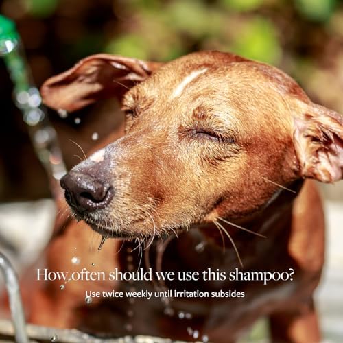 Veterinary Formula Clinical Care Antiseptic & Antifungal Shampoo, 2-Pack - Image 4