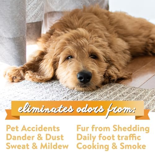 Bodhi Dog Natural Carpet Deodorizer Powder - Dry Pet Smell Eliminator & Urine Odor Remover - Loosens Fur & Dirt - Plant-Based Room Freshener for Vacuuming Home - Fresh Laundry (Pack of 1) - Image 4