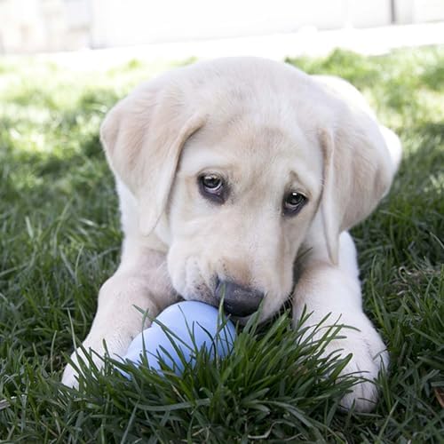 KONG Puppy, Natural Rubber Teething Chew Toy, for Large Puppies, Blue - Image 3