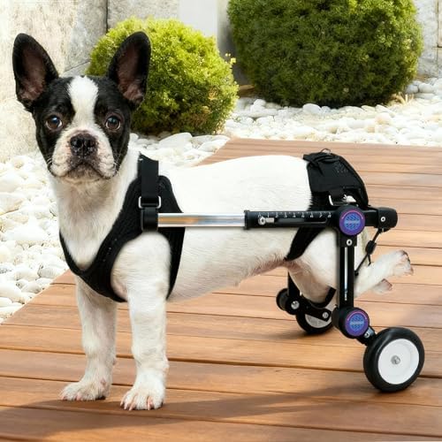Dog Wheelchair for Back Legs, Adjustable Mobility Cart for Dog by Everystepfilledwithfreedom