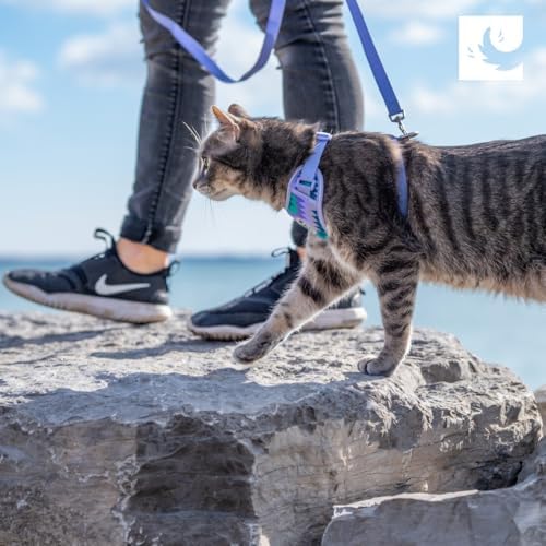 RC Pets Adventure Kitty Cat Harness | Adjustable Airmesh Vest with D-Ring and 6ft Leash for Walking and Travel | Lil Heart, Large - Image 6