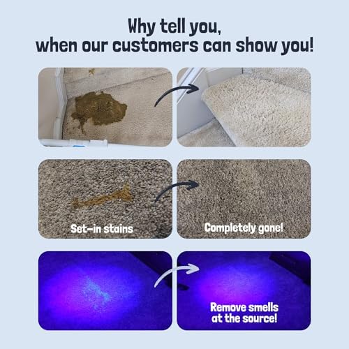 Sunny & Honey Carpet Cleaner Spray, Enzyme Pet Stain Remover, 1 Gal, Mint - Image 2