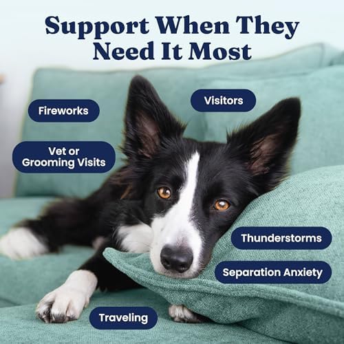 Solid Gold Calming Chews for Dogs with Melatonin for Storms & Travel, 60ct - Image 3