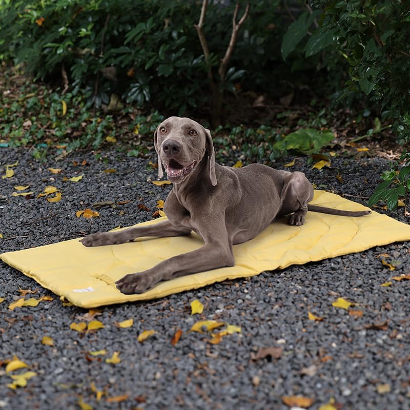 Lightly Padded Roll-Up Travel Dog Mat Settle & Place Training - Image 2