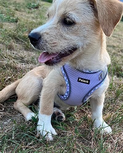 Petank Step in Dog Harness No Pull and Leash for Small Medium Dogs Cats. - Image 2