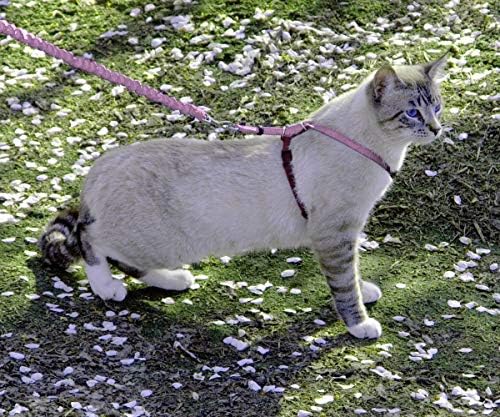 PetSafe Come with Me Kitty Harness and Bungee Cat Leash, Dusty Rose, Medium - Image 2
