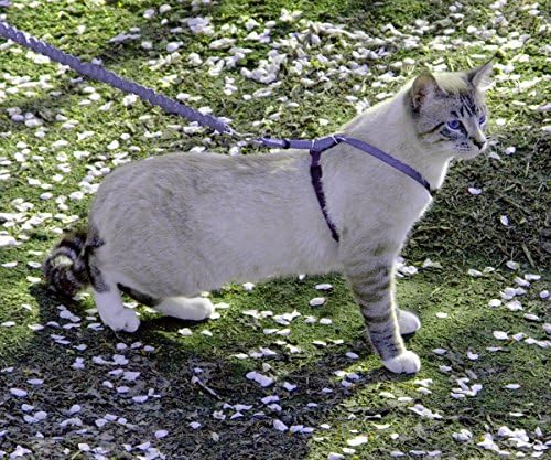 PetSafe Come With Me Kitty Harness and Bungee Cat Leash, Medium, LILAC/BRIGHT PURPLE, Model:CWMK-M-LLC - Image 2