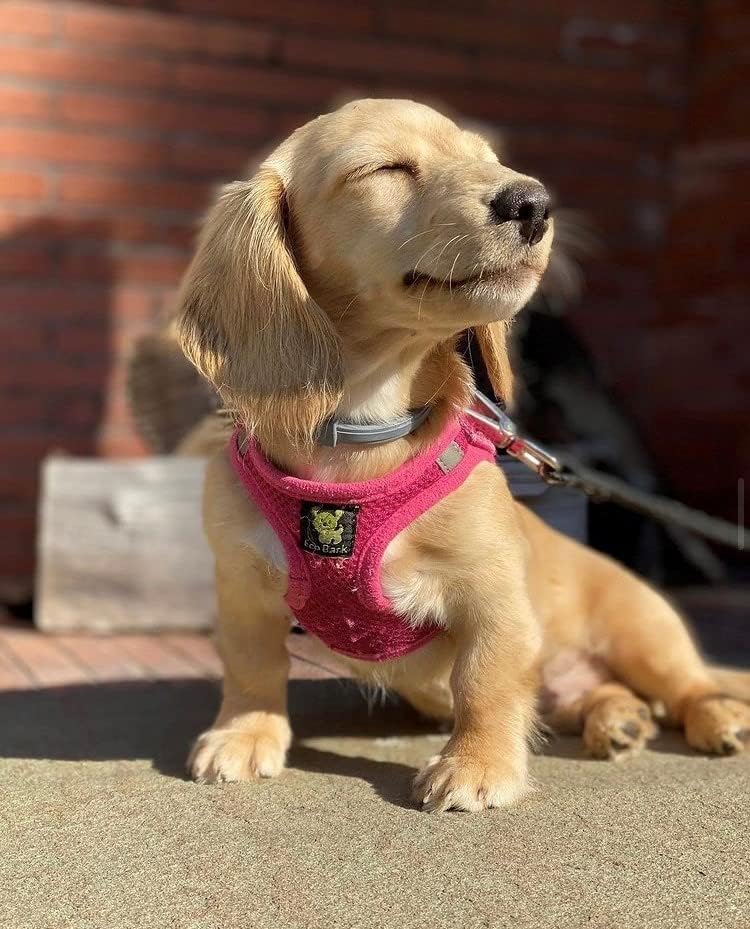 EcoBark Pink XXXS Dog Harness, Soft Mesh No Pull Mini Body Halter for Toy Breeds up to 10in, Escape Proof, Recycled Straps, Adjustable, Teacup Dog Harness Vest Under 5lbs - Image 7