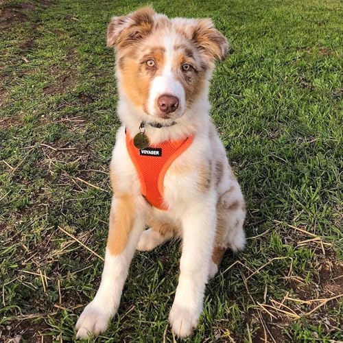 Voyager Step-in Air Dog Vest Harness - Orange, Small - Image 2
